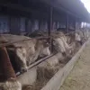 ноги говяжьи не обработанные в Переславле-Залесском 8