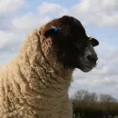 В Кургане планируют создать племенной репродуктор овец романовской породы