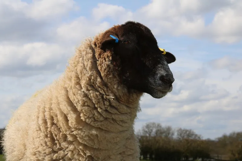 В Кургане планируют создать племенной репродуктор овец романовской породы