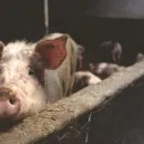 В Ярославской области из-за вспышки африканской чумы уничтожено более 820 свиней