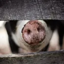 Из-за свиной чумы в Ярославской области за лето извели 2/3 свиного поголовья