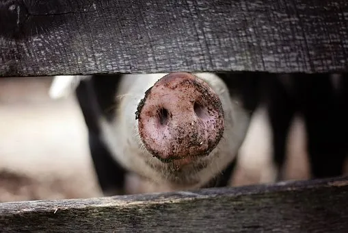 Из-за свиной чумы в Ярославской области за лето извели 2/3 свиного поголовья