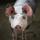 В Ярославской области остаются активными три очага африканской чумы свиней