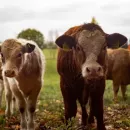 Ярославский облпотребсоюз будет разводить мясных коров вместе с региональными фермерами