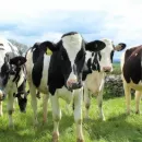Ярославские фермеры животноводы объединяются в сельхозкооператив