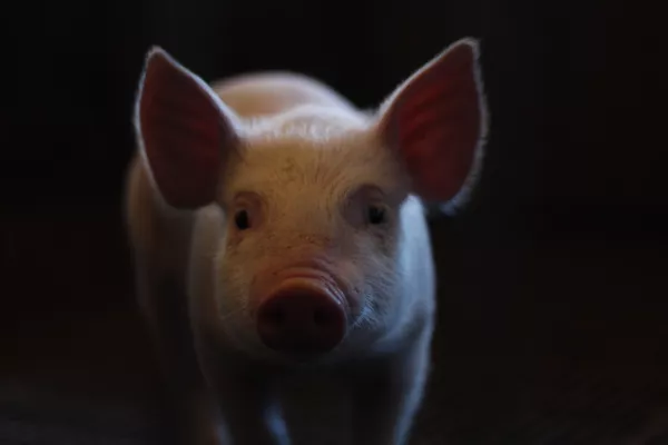 В Ярославской области выявлена вспышка чумы свиней