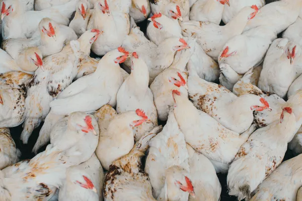 800 тыс кур уничтожат в Ярославской области из-за вспышки гриппа птиц