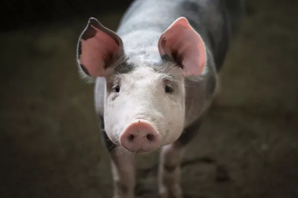 На части территории Ярославской области введен карантин по африканской чуме свиней