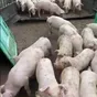 поросята, свиноматки, свиньи( оптом) в Ярославле и Ярославской области 3