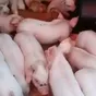 поросята, свиноматки, свиньи( оптом) в Ярославле и Ярославской области 7