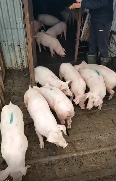поросята, свиноматки, свиньи( оптом) в Ярославле и Ярославской области 5