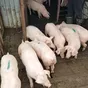 поросята, свиноматки, свиньи( оптом) в Ярославле и Ярославской области 5