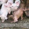 поросята, свиноматки, свиньи( оптом) в Ярославле и Ярославской области 10