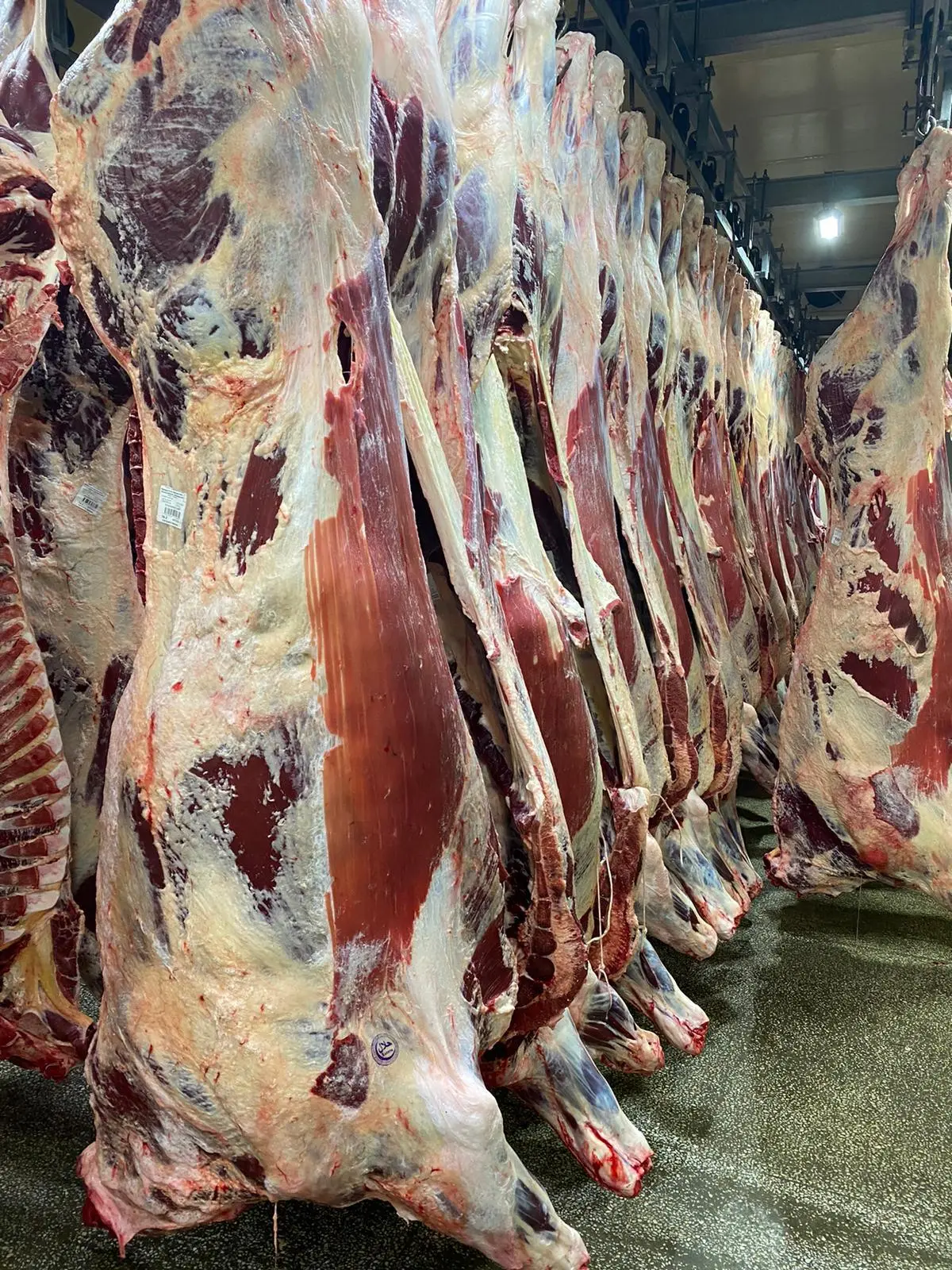Фотография продукта Говядина из РБ на экспорт в китай 