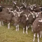 тоггенбурские козы в Угличе 3