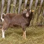 тоггенбурские козы в Угличе